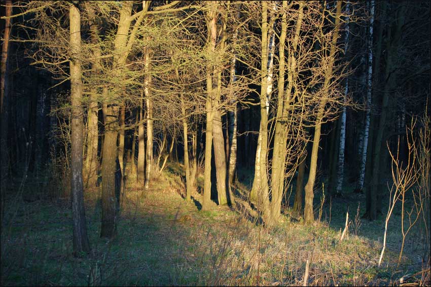 фото "Вечерняя сказка" метки: пейзаж, лес