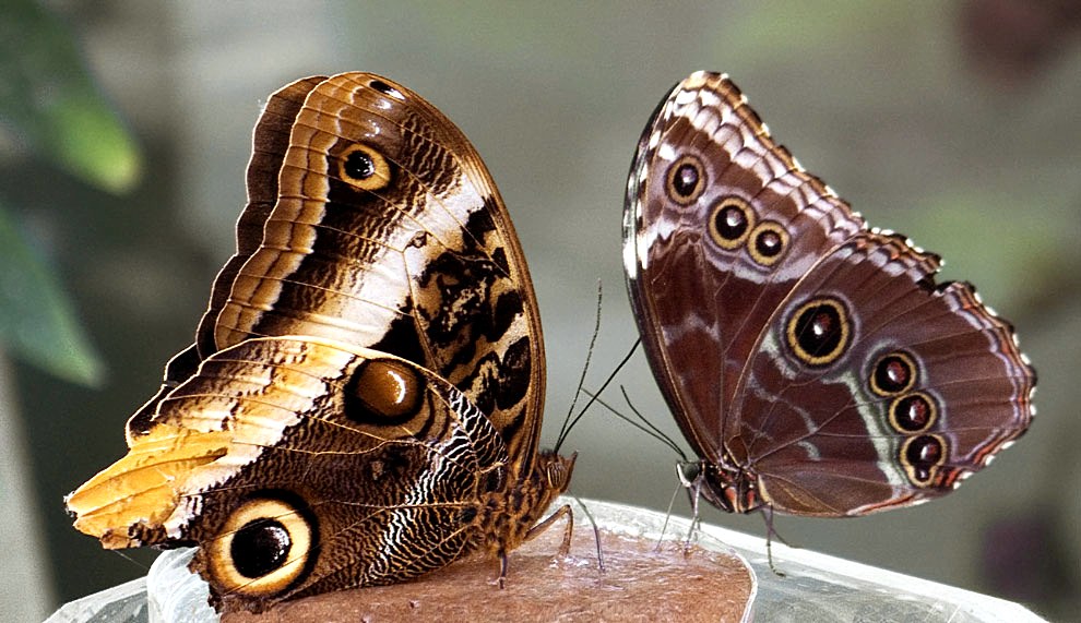 photo "Lunch" tags: nature, macro and close-up, insect