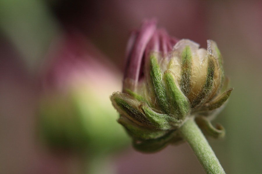 photo "act #2 - glory" tags: macro and close-up, 