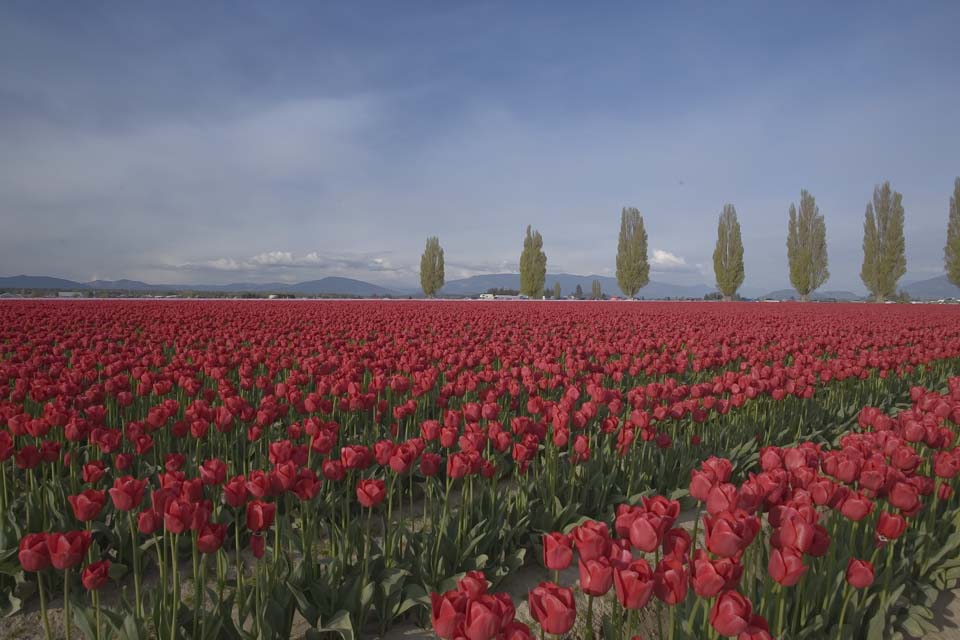 photo "Tulip Field" tags: landscape, nature, flowers, spring