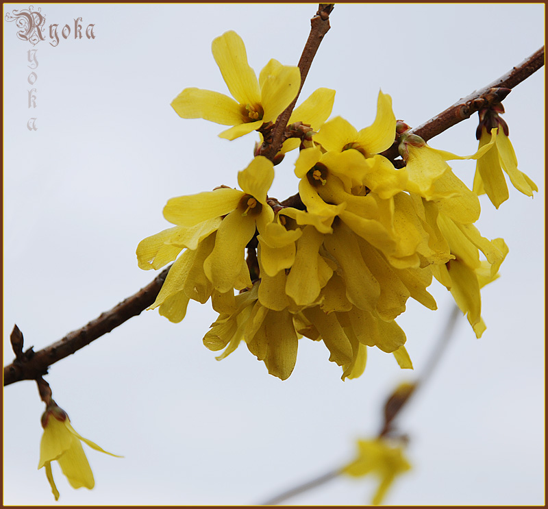 photo "***" tags: nature, macro and close-up, flowers