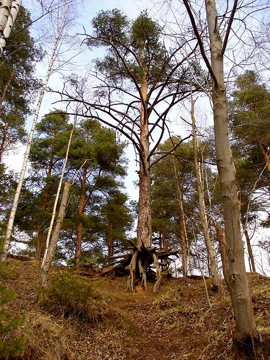 photo "***" tags: landscape, forest