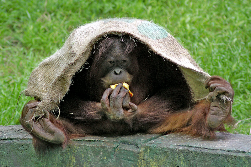 photo "***" tags: humor, nature, wild animals