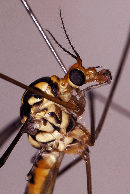 фото "Insect" метки: макро и крупный план, природа, насекомое