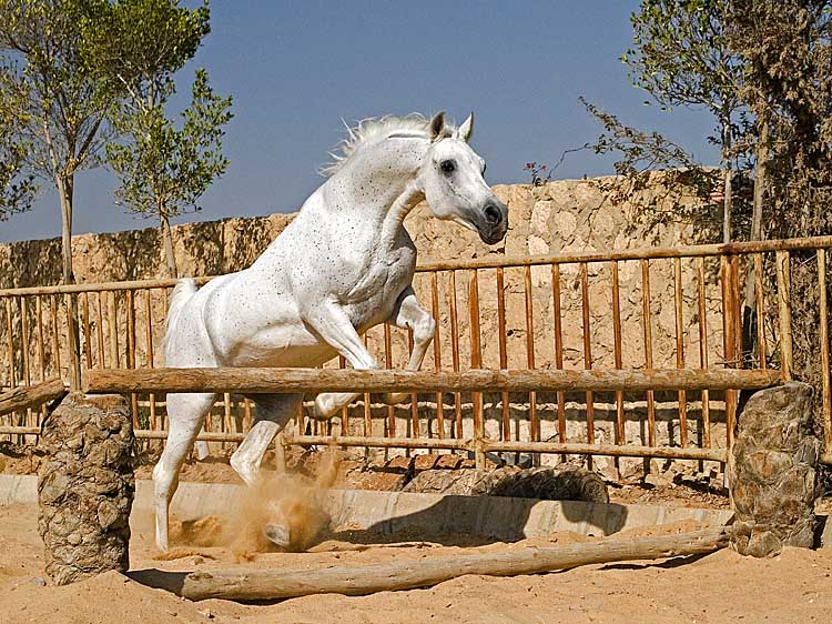 photo "Jump" tags: travel, nature, Africa