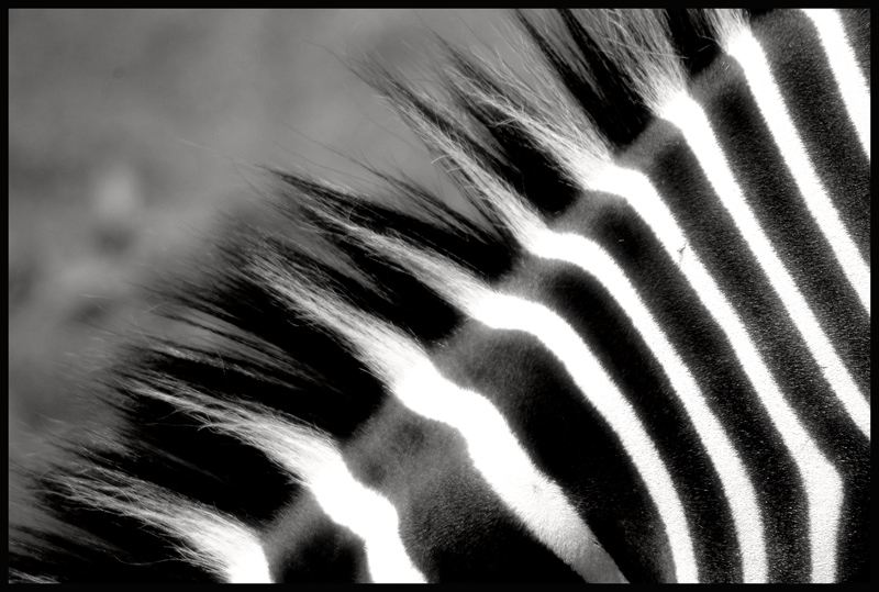 photo "...striped..." tags: nature, black&white, wild animals