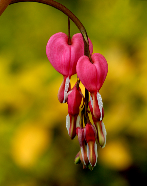 photo "Bleeding Hearts" tags: nature, flowers