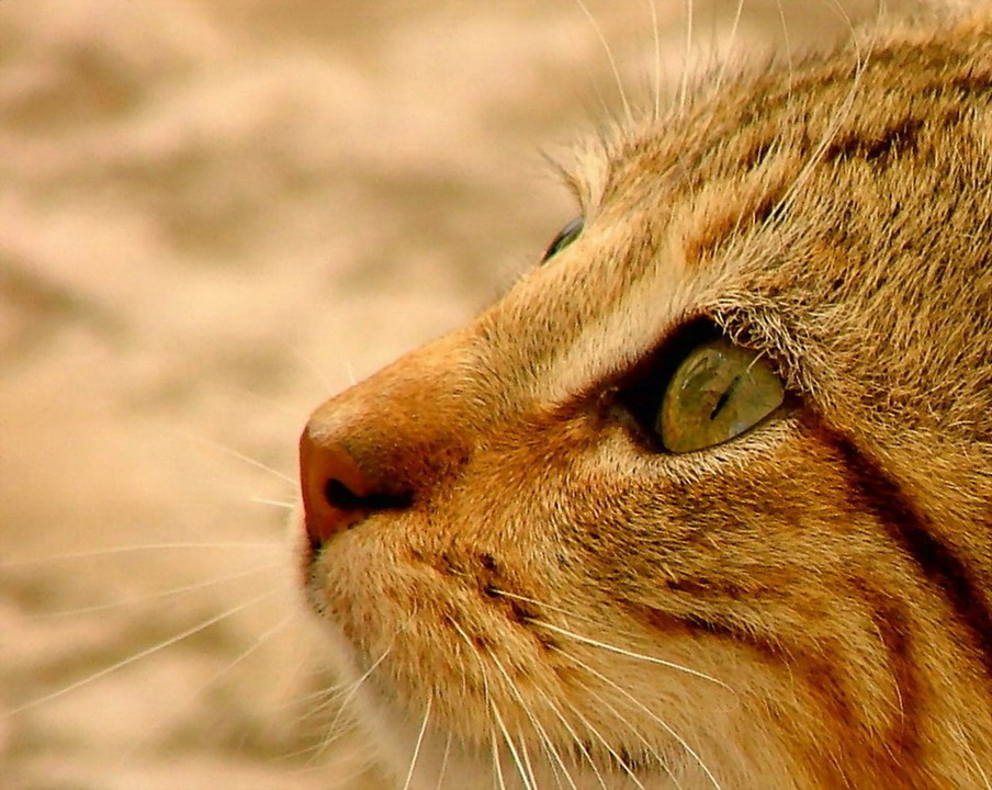 фото "The Eye of the Cat" метки: природа, макро и крупный план, домашние животные