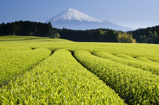 photo "Green Tea Fields" tags: landscape, mountains, spring