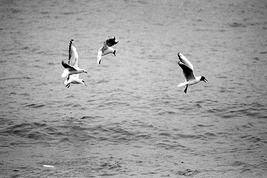фото "seagulls" метки: природа, дикие животные