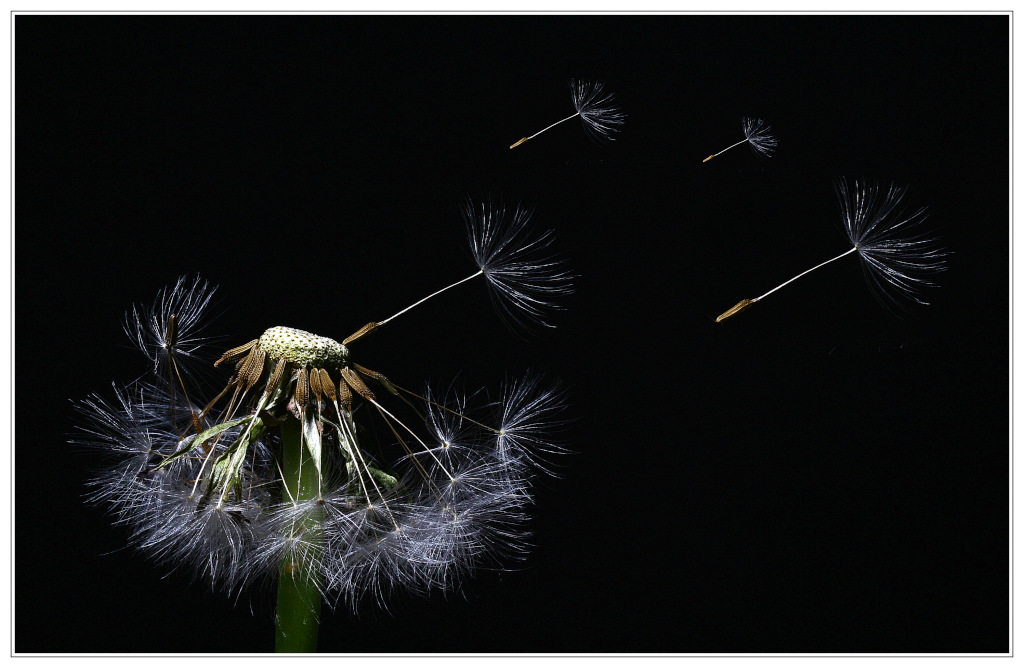 photo "only a breath" tags: macro and close-up, montage, 