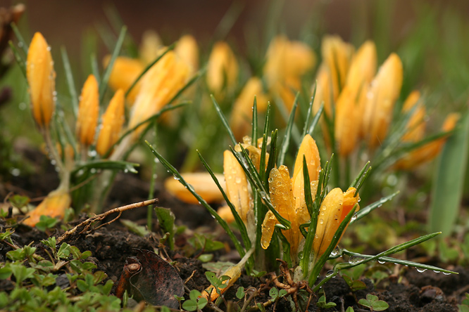 photo "***" tags: nature, flowers