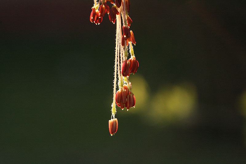 photo "Blooming" tags: nature, flowers