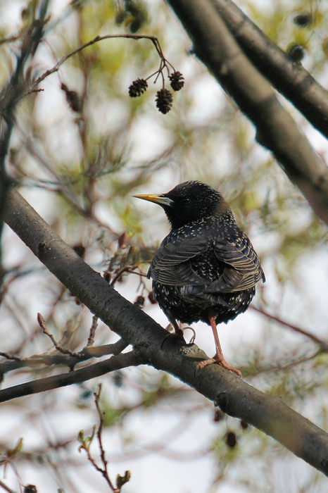 photo "singer of the springtime" tags: nature, wild animals