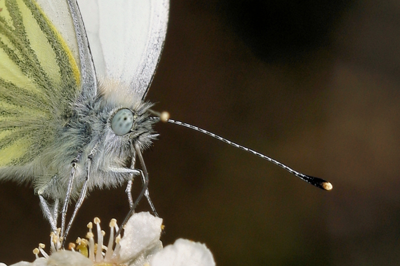 photo "***" tags: macro and close-up, nature, insect