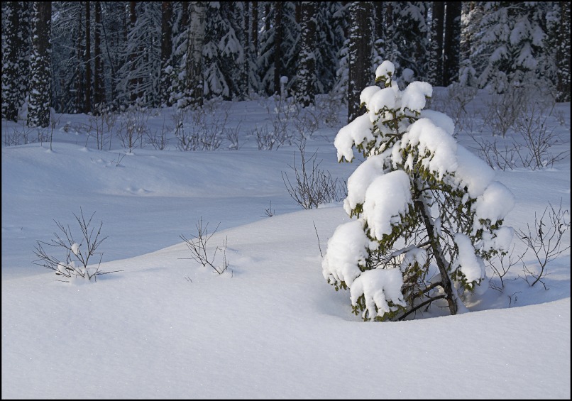 photo "***" tags: landscape, winter