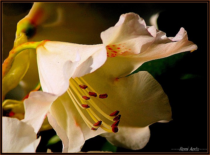 photo "i like flowers!" tags: nature, macro and close-up, flowers