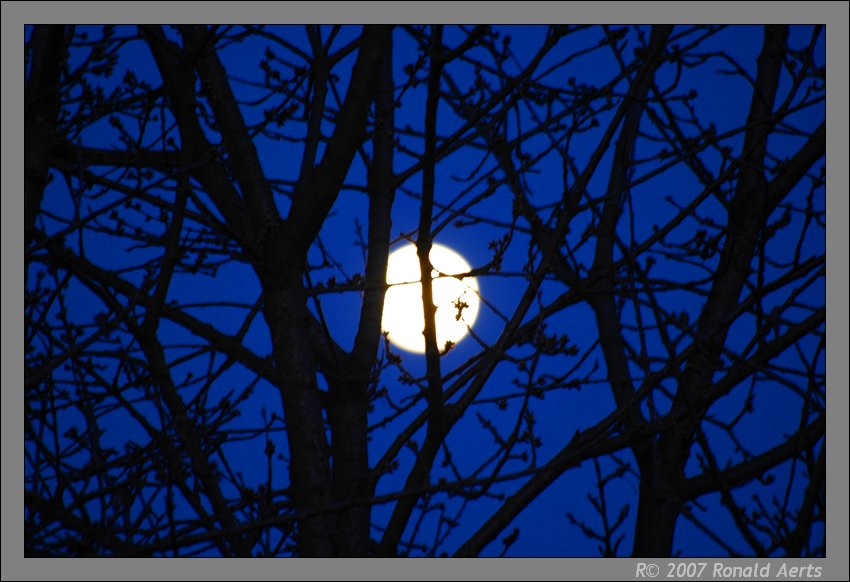 photo "Moonlight" tags: nature, landscape, flowers, spring