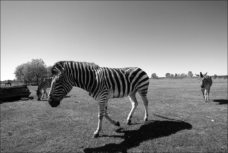 photo "***" tags: nature, wild animals