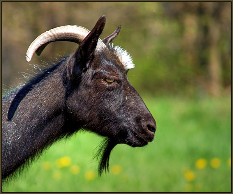 photo "New tendencies in hairdresses: Small Irokez and goatee" tags: nature, glamour, pets/farm animals