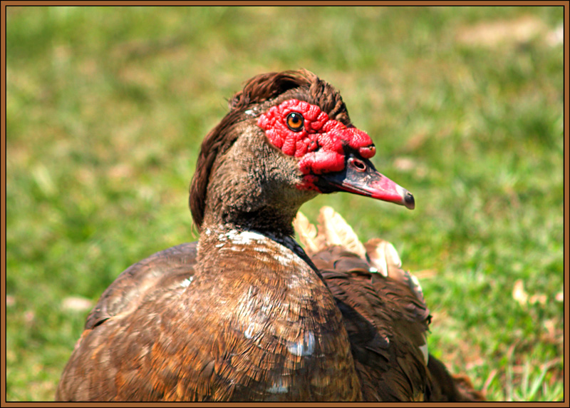 photo "New tendencies in hairdresses...2" tags: nature, glamour, pets/farm animals