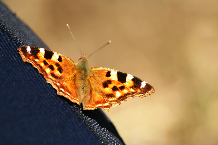 photo "***" tags: macro and close-up, 