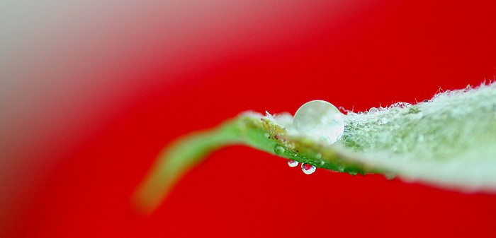 photo "The Offering" tags: nature, macro and close-up, flowers