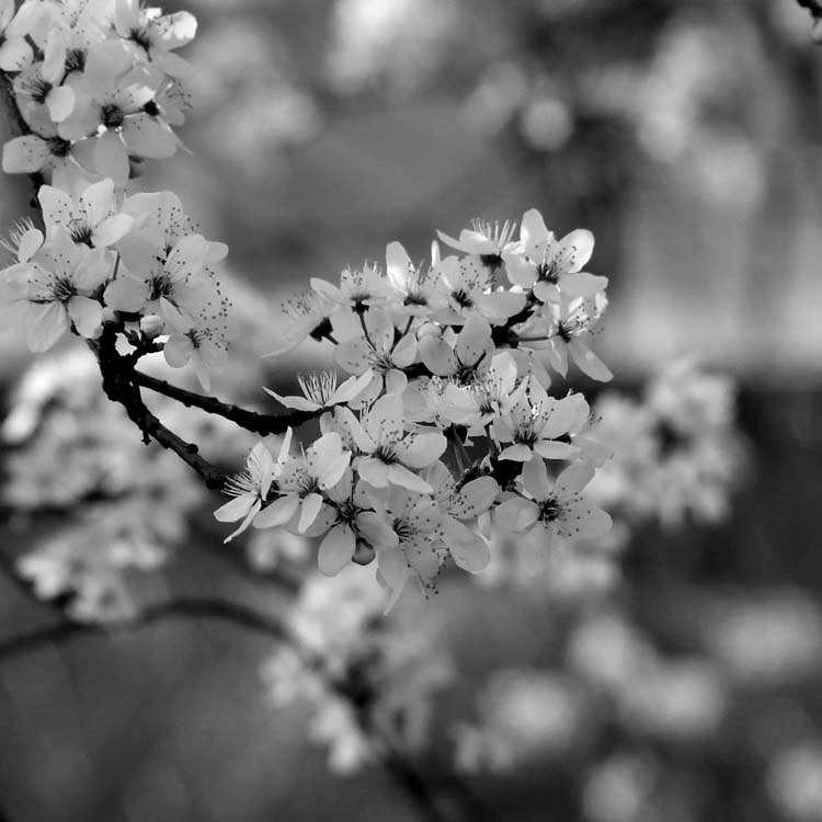 photo "****" tags: black&white, nature, flowers