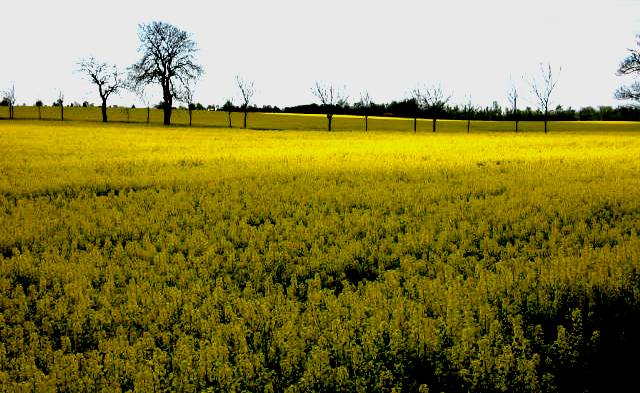 photo "Yellow landscape." tags: landscape, 