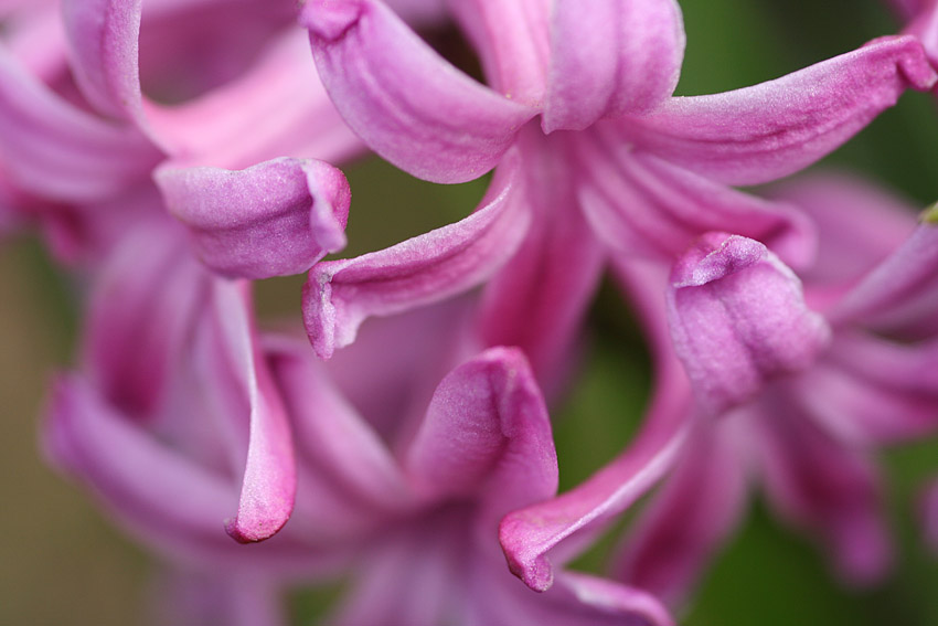 photo "Flowers" tags: macro and close-up, nature, flowers