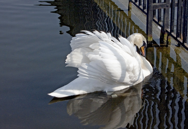 фото "Sadness of a Swan" метки: природа, домашние животные