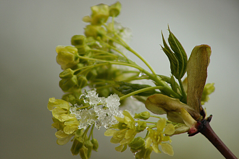 photo "Maple blooms (two days later)" tags: nature, macro and close-up, 