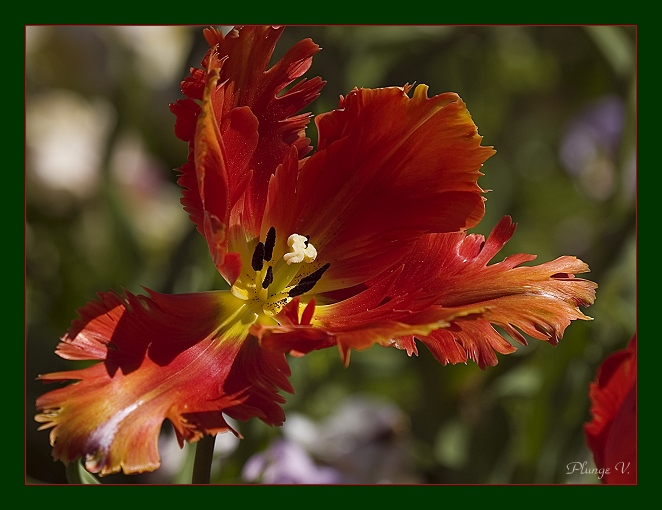 photo "***" tags: nature, flowers