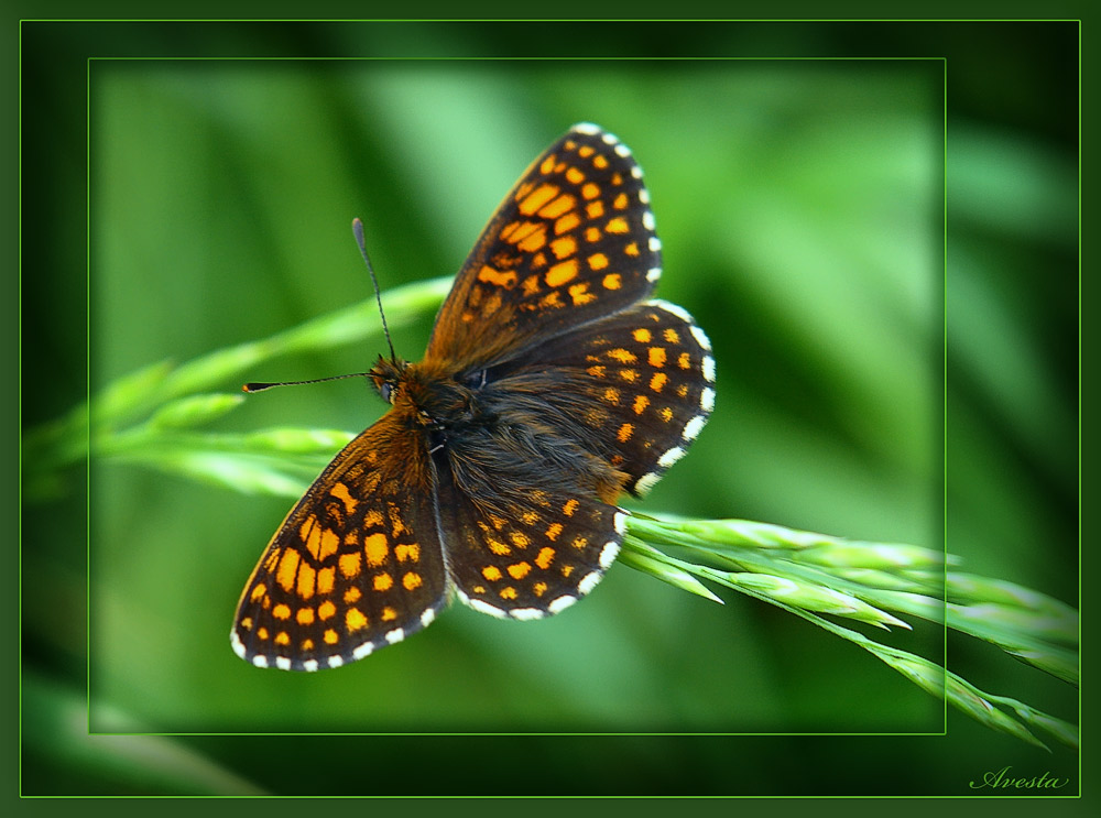 photo "One more butterfly..." tags: nature, macro and close-up, insect