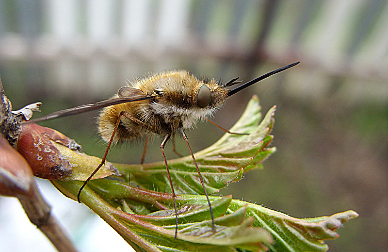 photo "***" tags: macro and close-up, 