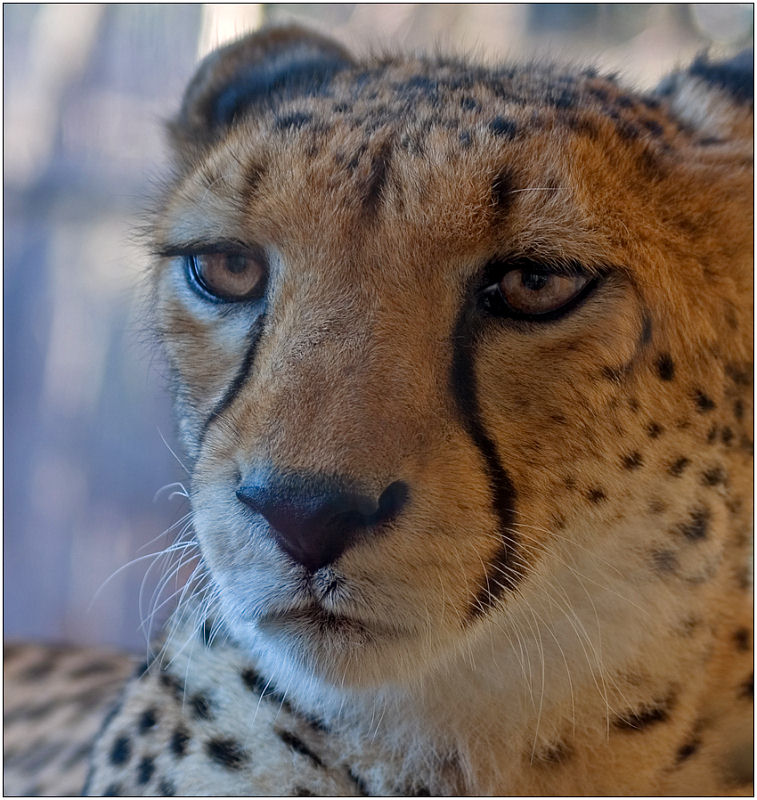 photo "Cheetah" tags: nature, portrait, wild animals