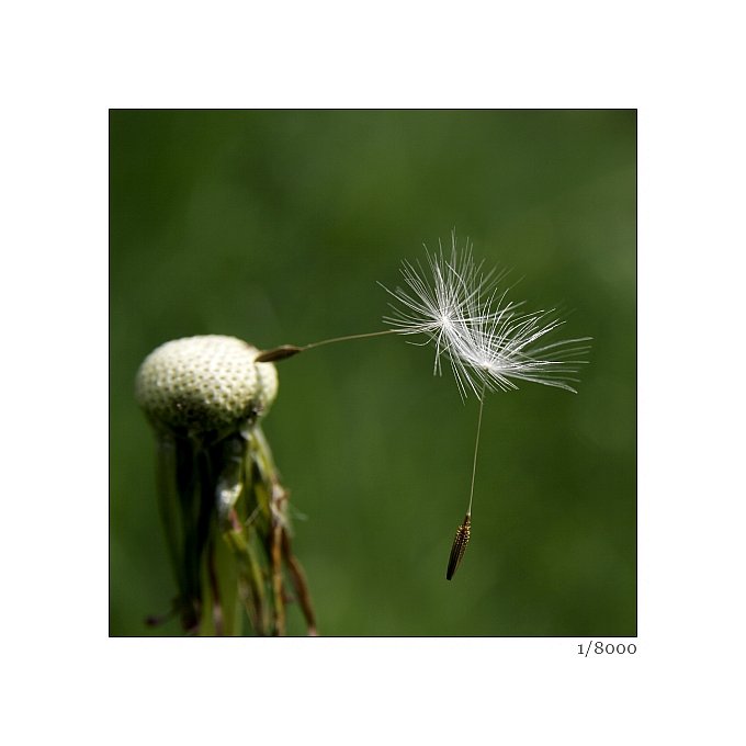 photo "teamwork" tags: nature, landscape, flowers, spring