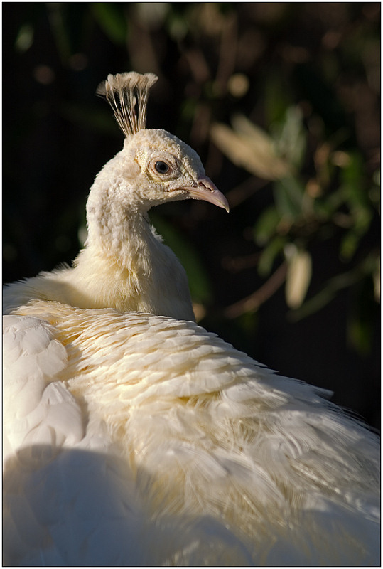 photo "Snow White" tags: nature, portrait, wild animals