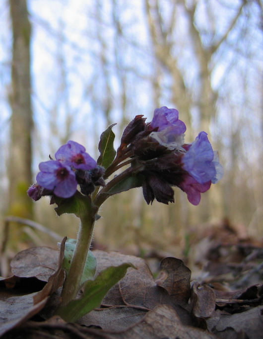 photo "***" tags: macro and close-up, landscape, forest