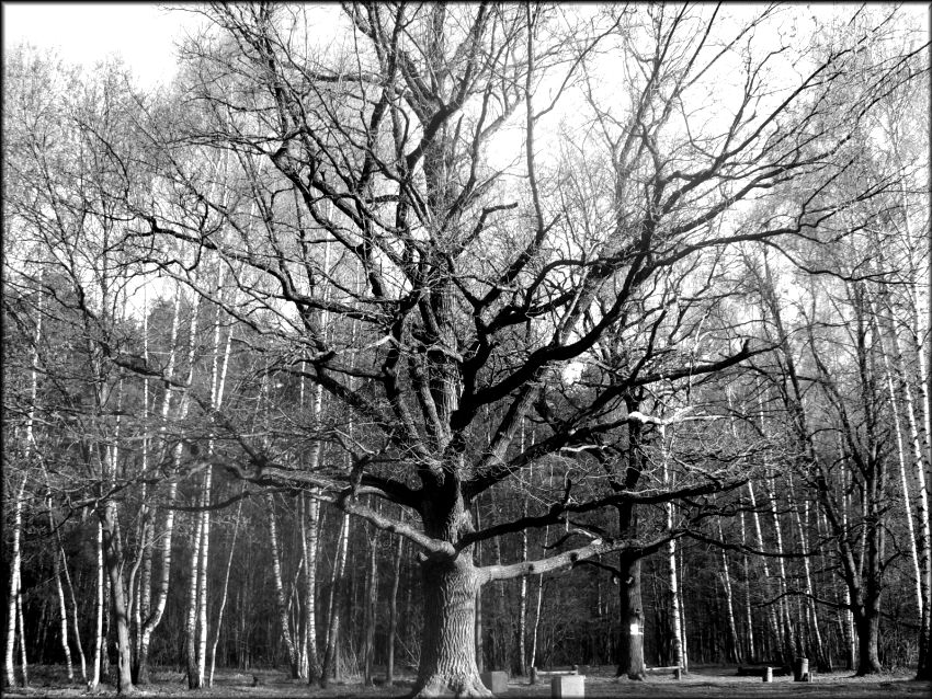 фото "Древо" метки: черно-белые, пейзаж, лес