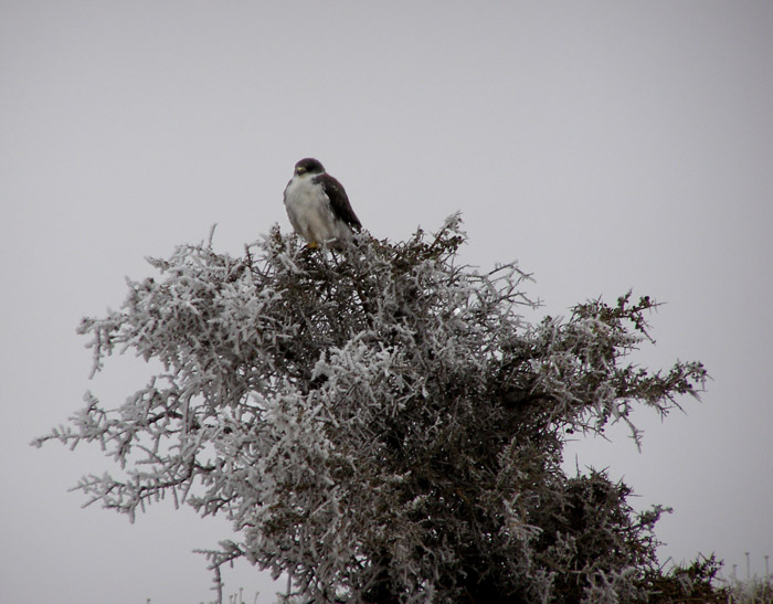 photo "To watch" tags: nature, wild animals