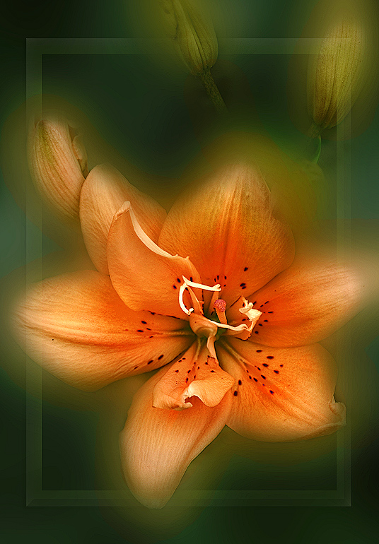 фото "***" метки: природа, цветы