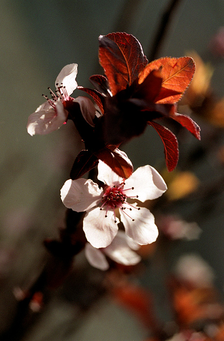 photo "***" tags: nature, flowers