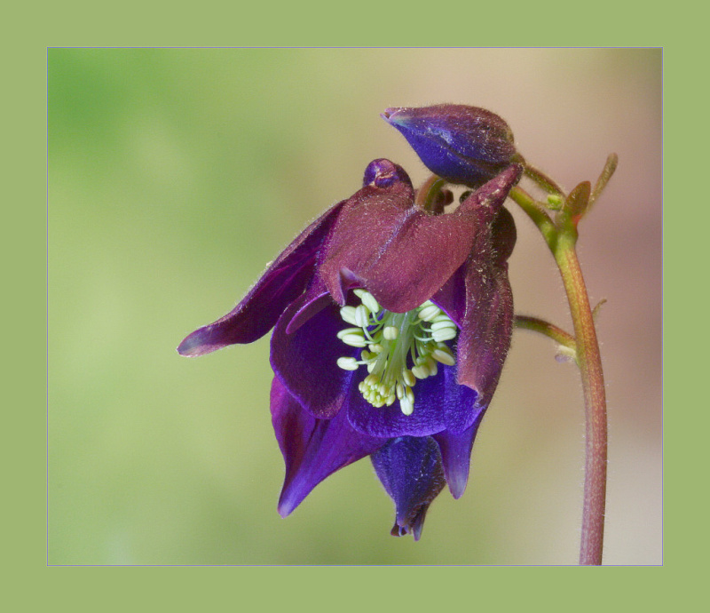 photo "Aquilegia vulgaris" tags: nature, macro and close-up, flowers