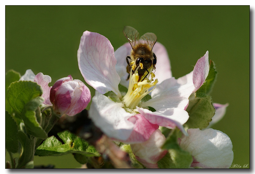 photo "***" tags: nature, flowers, insect