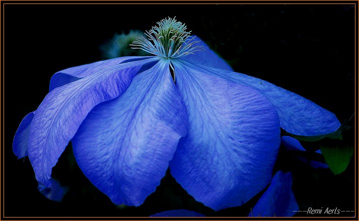 photo "bleu" tags: nature, macro and close-up, flowers