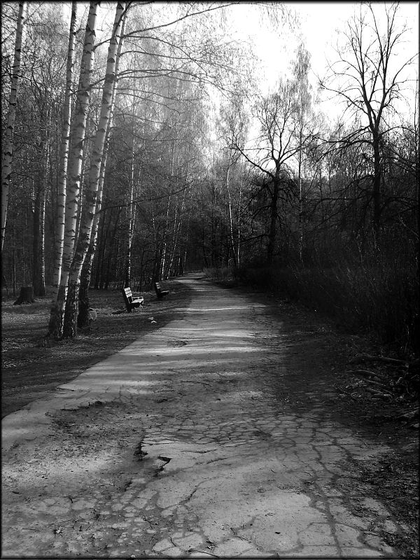 photo "way" tags: black&white, landscape, forest