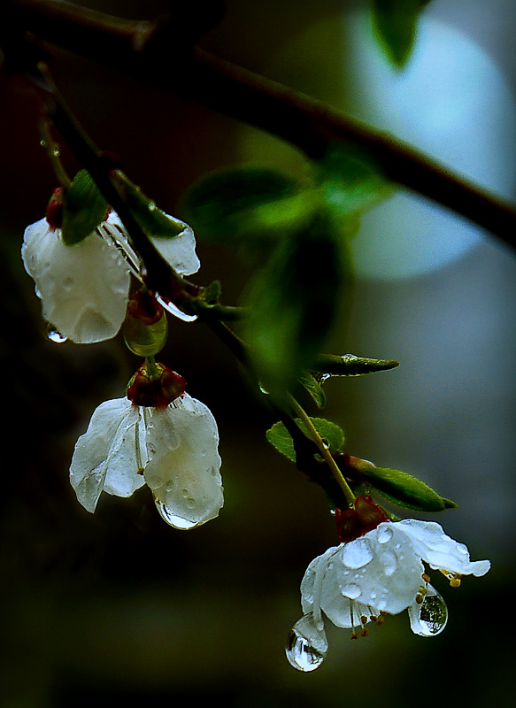 photo "Night of the full moon" tags: nature, montage, flowers