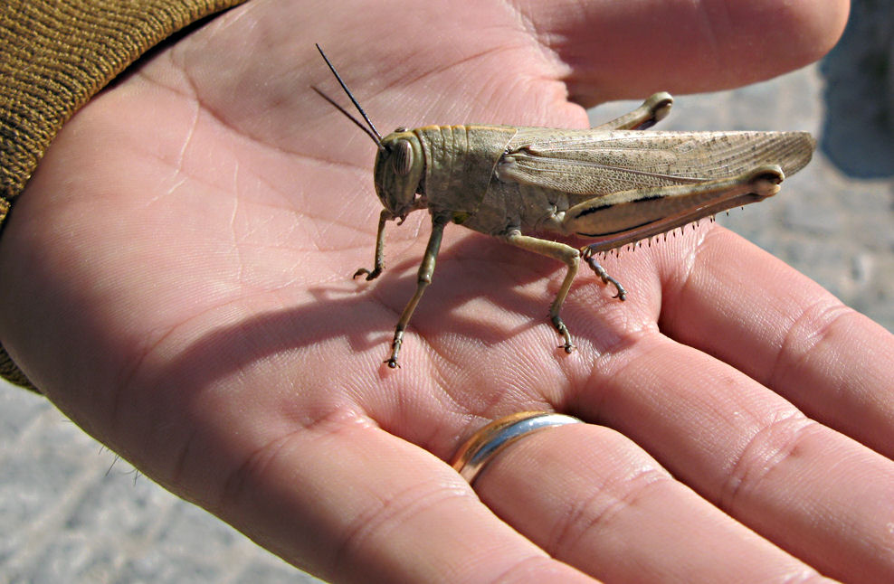 photo "A little friend" tags: nature, insect