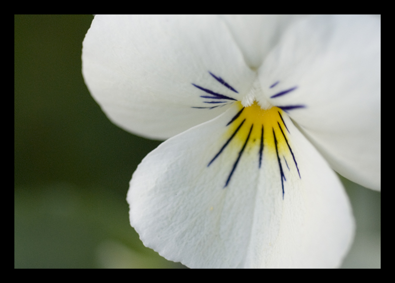 photo "Nature's drawing" tags: nature, macro and close-up, flowers